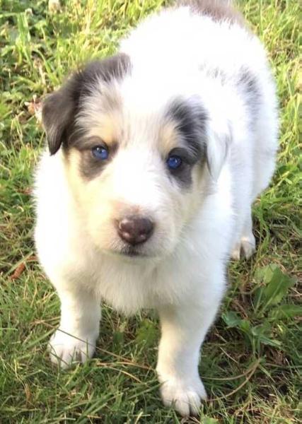 Fluffy | Rough Collie 