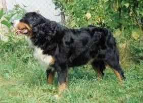 Jasanka Z Gandlyho Dvora | Bernese Mountain Dog 