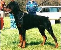 Dictator's Kerry-Kirwan de Noire | Black Doberman Pinscher