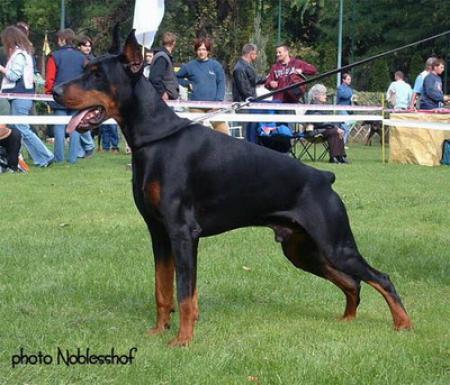 Embargo Betelges | Black Doberman Pinscher