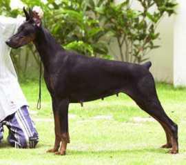 Pia Betelges | Black Doberman Pinscher