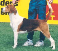 Waterbear Buckshot | English Foxhound 