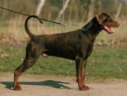 Nitsche v. Weser-Ems | Brown Doberman Pinscher