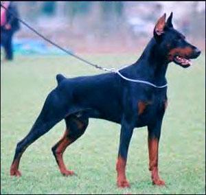 Leon v. Weser-Ems | Black Doberman Pinscher