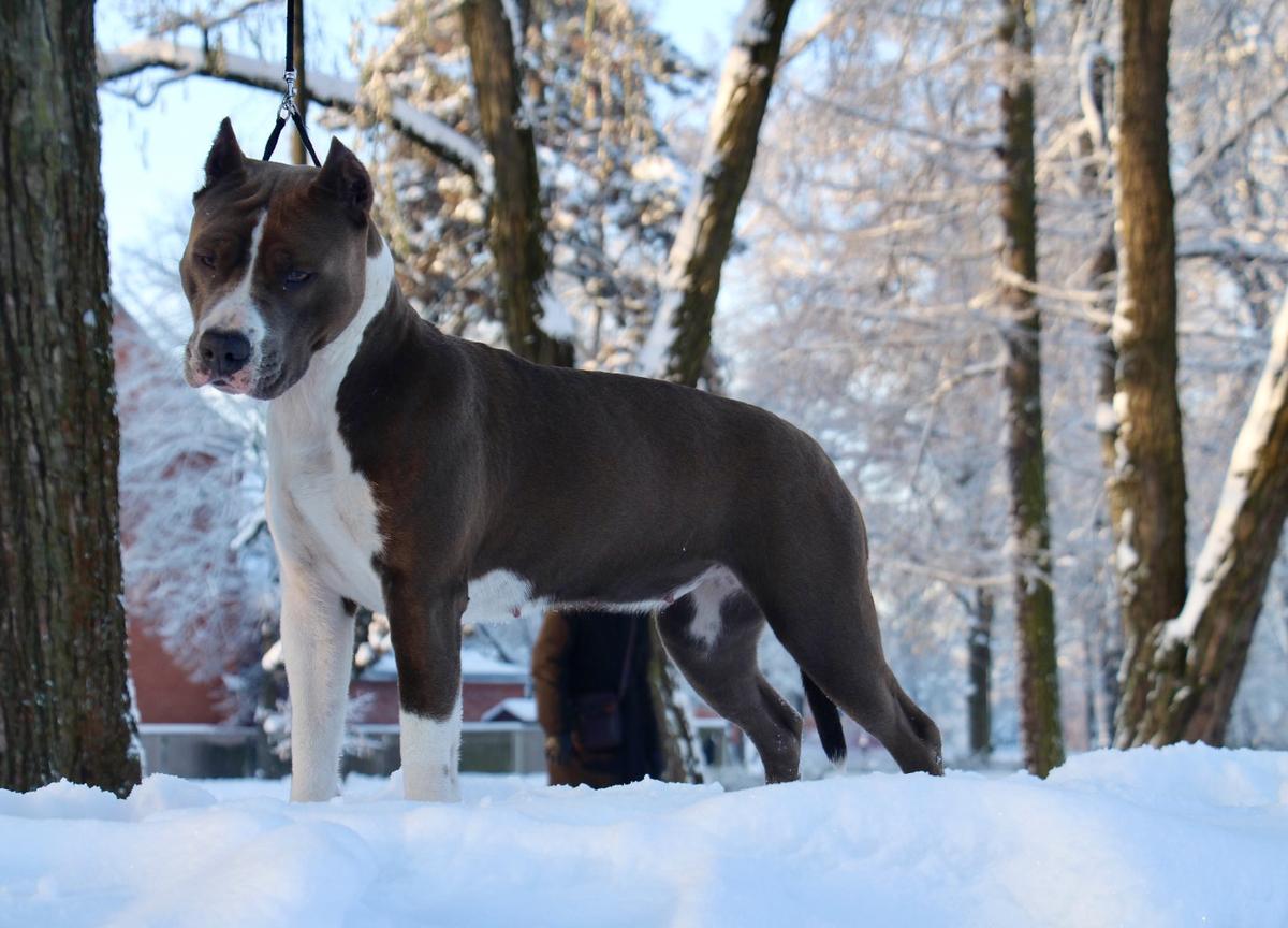 WOLF STYLE LAMBORGHINI | American Staffordshire Terrier 