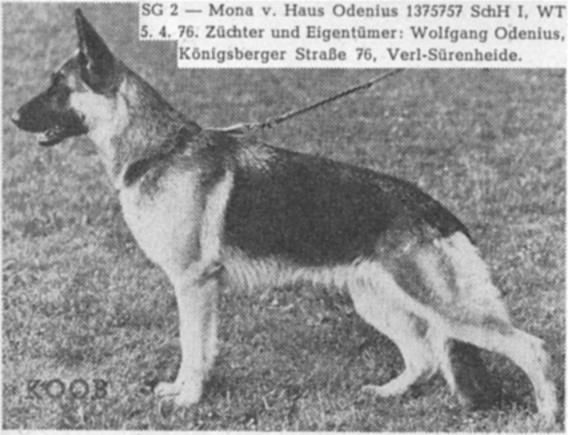 Mona vom Haus Odenius | German Shepherd Dog 