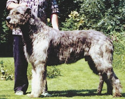 Erinwood Xact VD Oelmuhle | Irish Wolfhound 