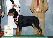 Barrelhead's King of Hearts | Rottweiler 