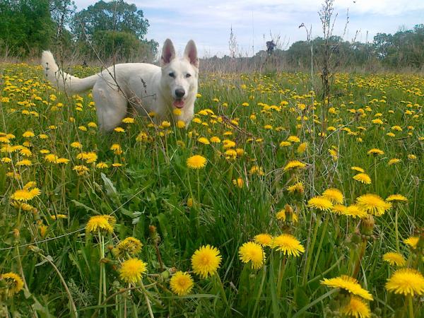 Milda Vejuonos šerkšnas | White Swiss Shepherd Dog 