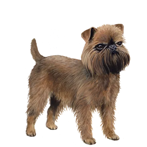 Brussels Griffon