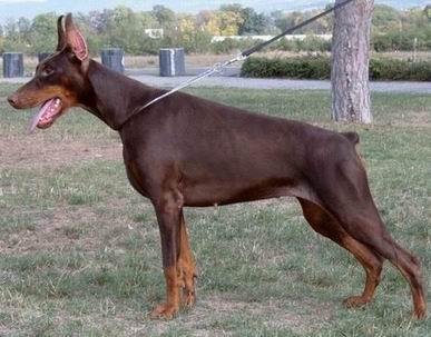 Anastasia Anja Betelges | Brown Doberman Pinscher