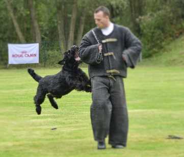 NIKO VOM LINDELBRUNN - | Giant Schnauzer 