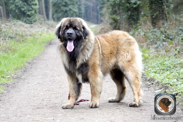 Leokings Premiere Attraction | Leonberger 