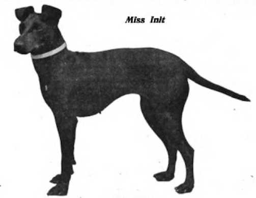 Miss Init | Manchester Terrier 