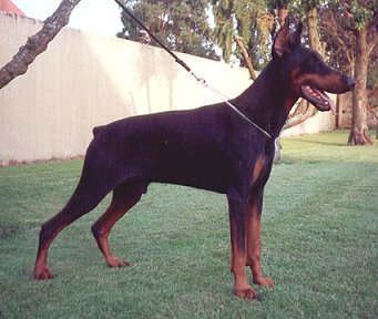 Schubert v. Roveline | Black Doberman Pinscher