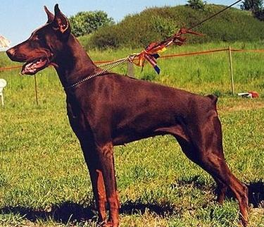 Vega v.'t Liethohof | Brown Doberman Pinscher