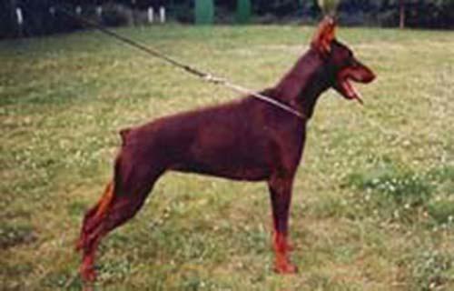 Avanti v. Eschenbruch | Brown Doberman Pinscher