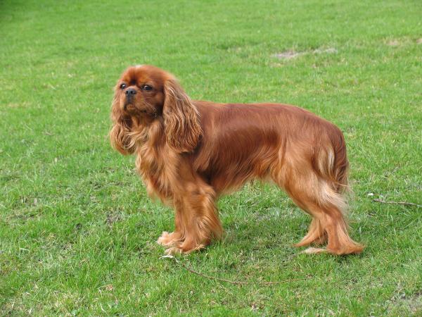 Elvis vom Palais Minucci | Cavalier King Charles Spaniel 