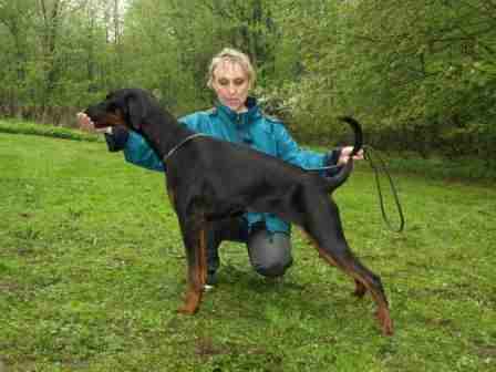 Ulga v.h. Weillerland | Black Doberman Pinscher