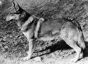 Bary z Rosíkova CS | Czechoslovakian Wolfdog 