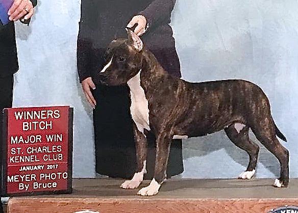 Carmichael's Semper Fi by Benmars | American Staffordshire Terrier 