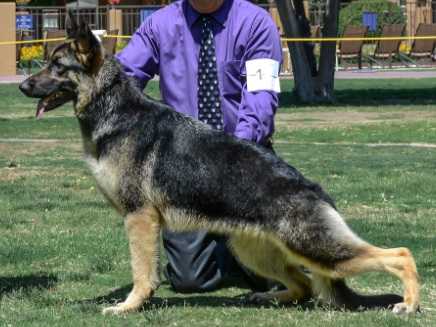 Makintrax Happy Hour Cross Timbers | German Shepherd Dog 