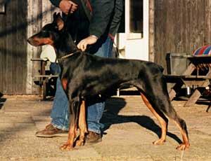 Urana v.h. Wantishof | Black Doberman Pinscher