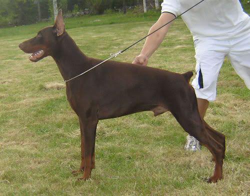 Kit Kat de Rizzi | Brown Doberman Pinscher