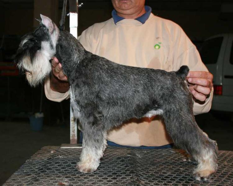 HERA de Pichera | Miniature Schnauzer 