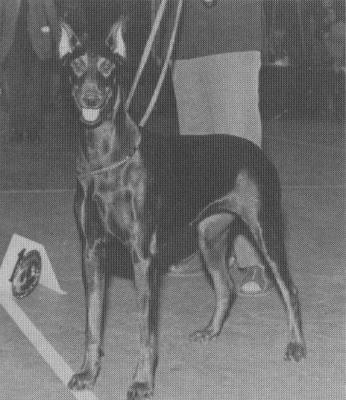 Xaby v.d. Hooghe Weide | Black Doberman Pinscher