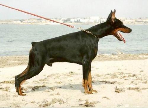 Adamant de Grande Vinko | Black Doberman Pinscher