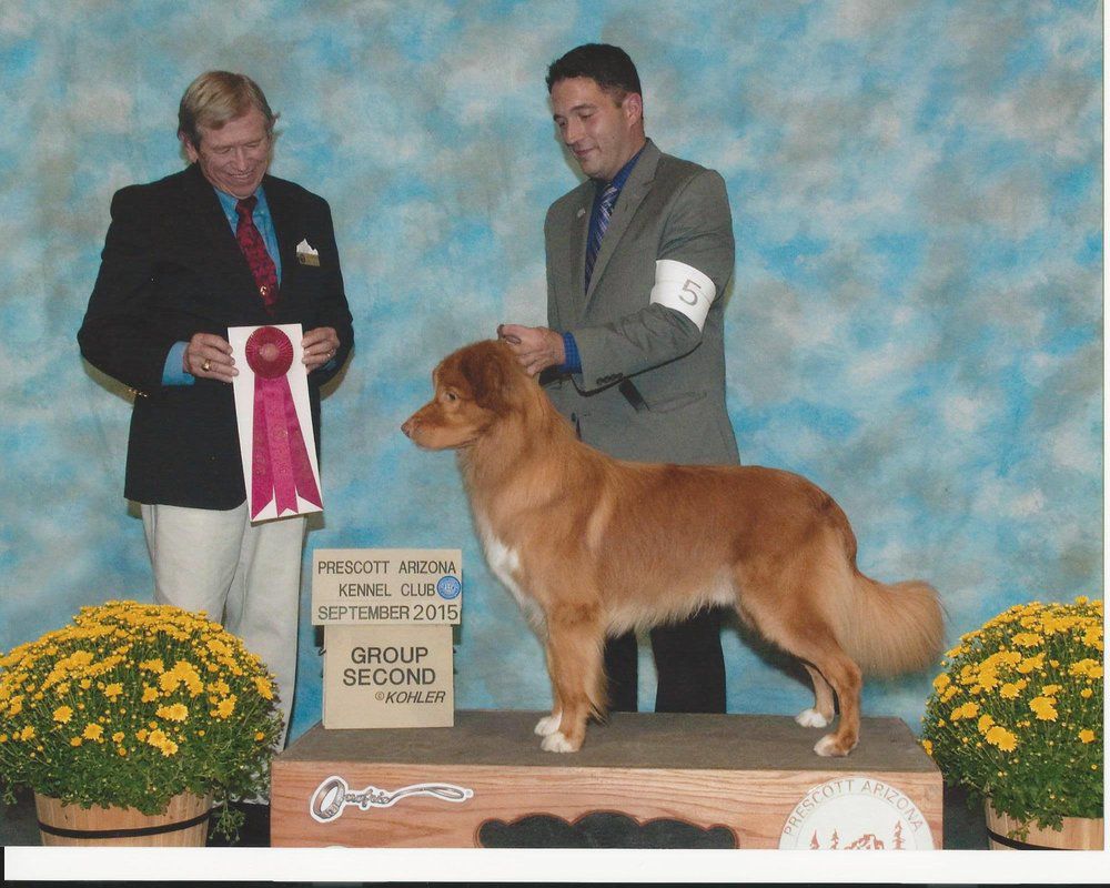 Manitou's Toast It Up | Nova Scotia Duck Tolling Retriever 