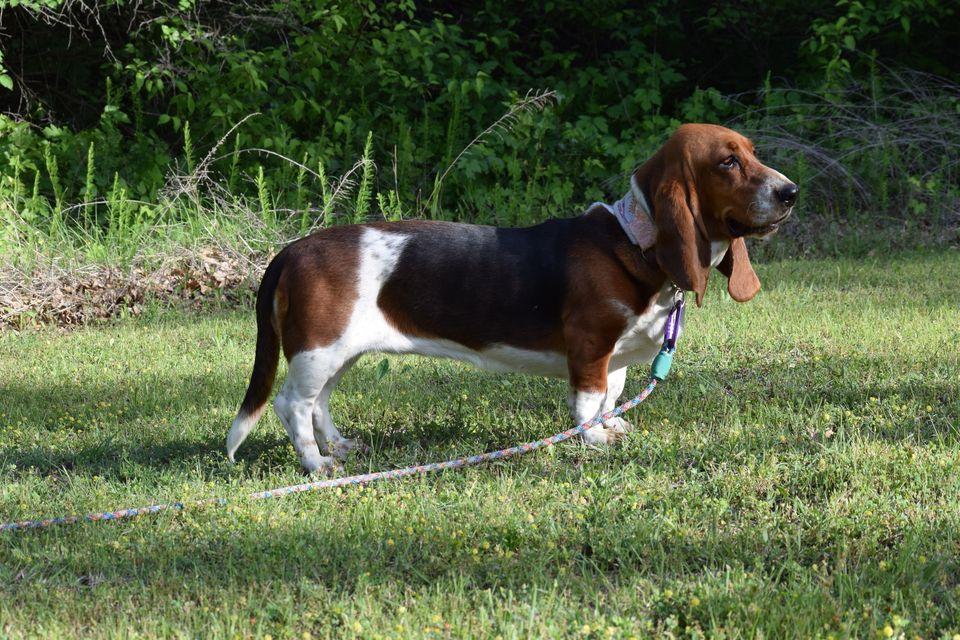 Lil Bratz To Kill A Mockingbird | Basset Hound 