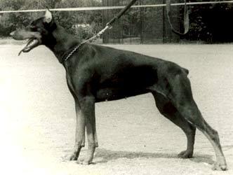 San Seldy | Black Doberman Pinscher