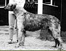 Warlock's Eycab | Irish Wolfhound 