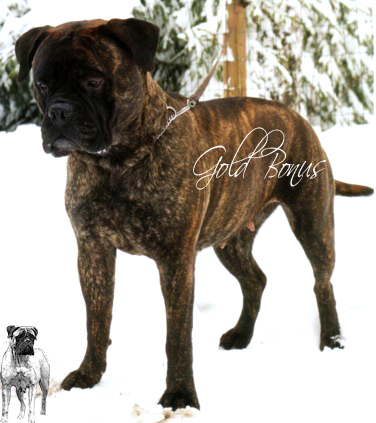 ROYAL-SEED`S LADY IN BLACK | Bullmastiff 