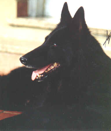 Chica de la Canera del Montseny | Belgian Groenendael 