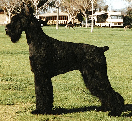 Skansen's Ups | Giant Schnauzer 