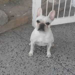 Estrella De Farescan Cali | French Bulldog 