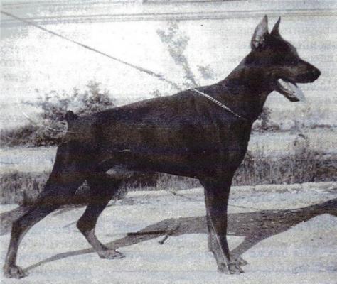 Graf Grato le Malin | Black Doberman Pinscher