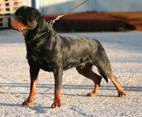 Sebi Catherine´s Dream | Rottweiler 