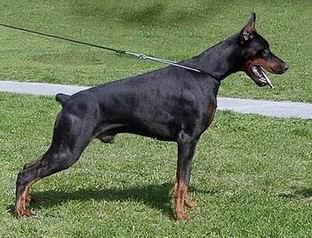 Volvo Betelges | Black Doberman Pinscher