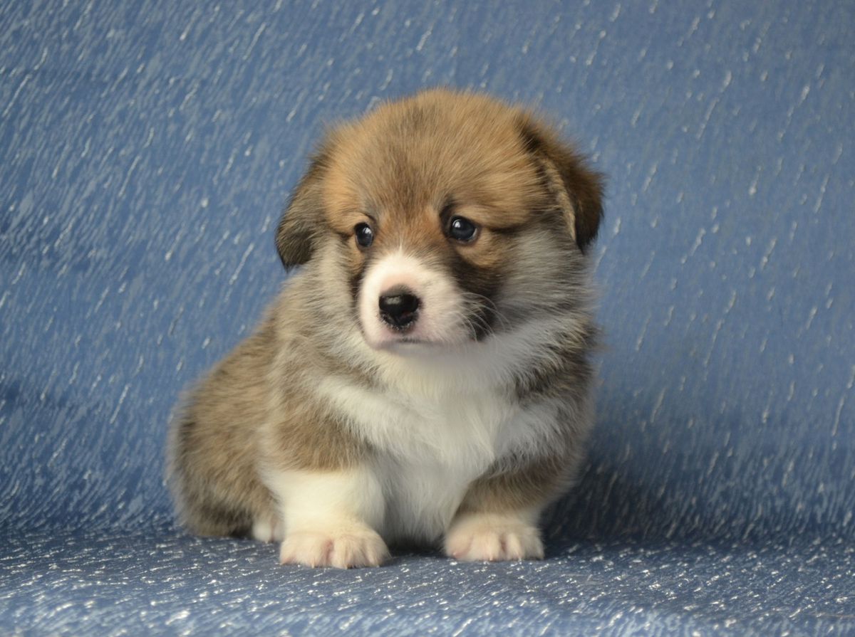 TERRA CAURI HEIDI SWELL ( nb) | Pembroke Welsh Corgi 