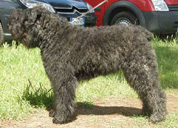 Ferroefuoco Britta | Bouvier des Flandres 