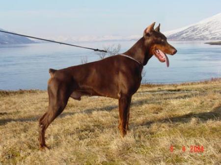 Gem'givveeon Elijah-Ellioth | Brown Doberman Pinscher