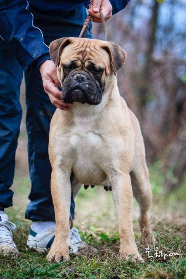 HOME OF GUARDIANS SANSA | Bullmastiff 