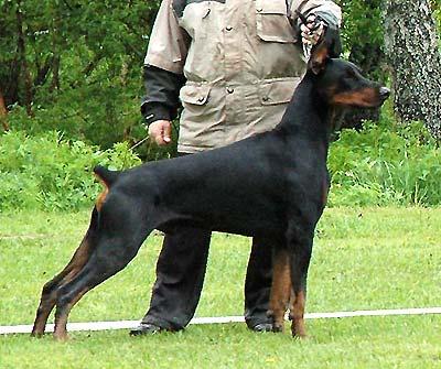 Gem'Givveeon He-Man | Black Doberman Pinscher