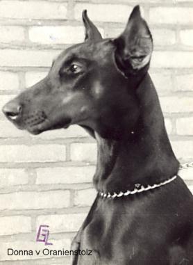 Donna v. Oranien Stolz | Black Doberman Pinscher