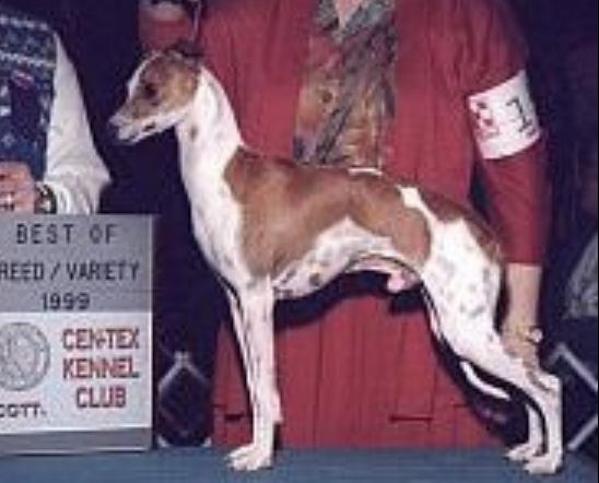 Justa American Made | Italian Greyhound 