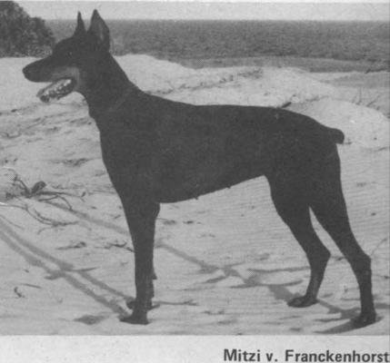 Mitzi v. Franckenhorst | Black Doberman Pinscher